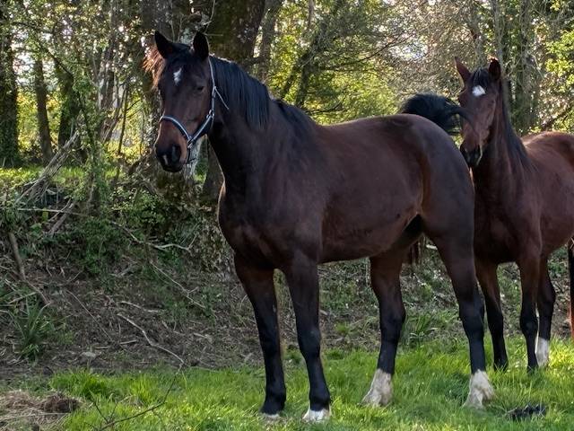 Mare Selle Fran&ccedil;ais For sale 2016 Dark Bay