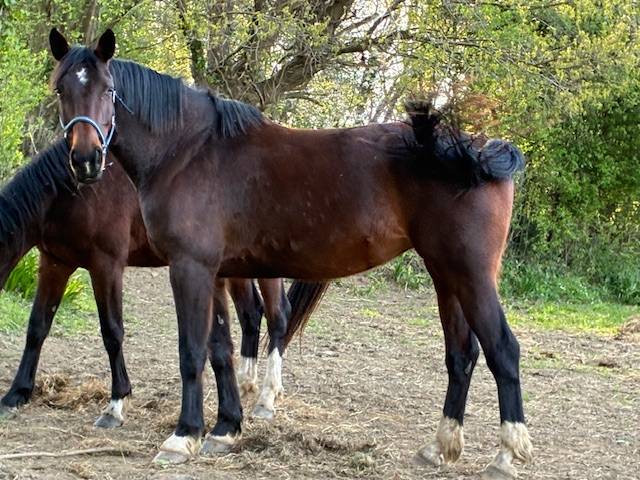 Mare Selle Fran&ccedil;ais For sale 2016 Dark Bay