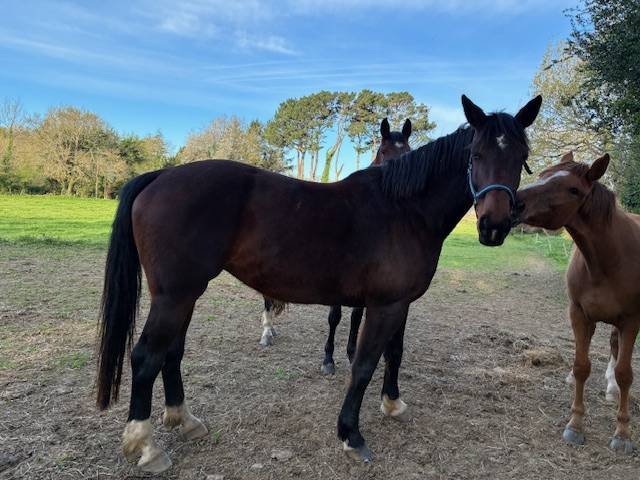 Mare Selle Fran&ccedil;ais For sale 2016 Dark Bay