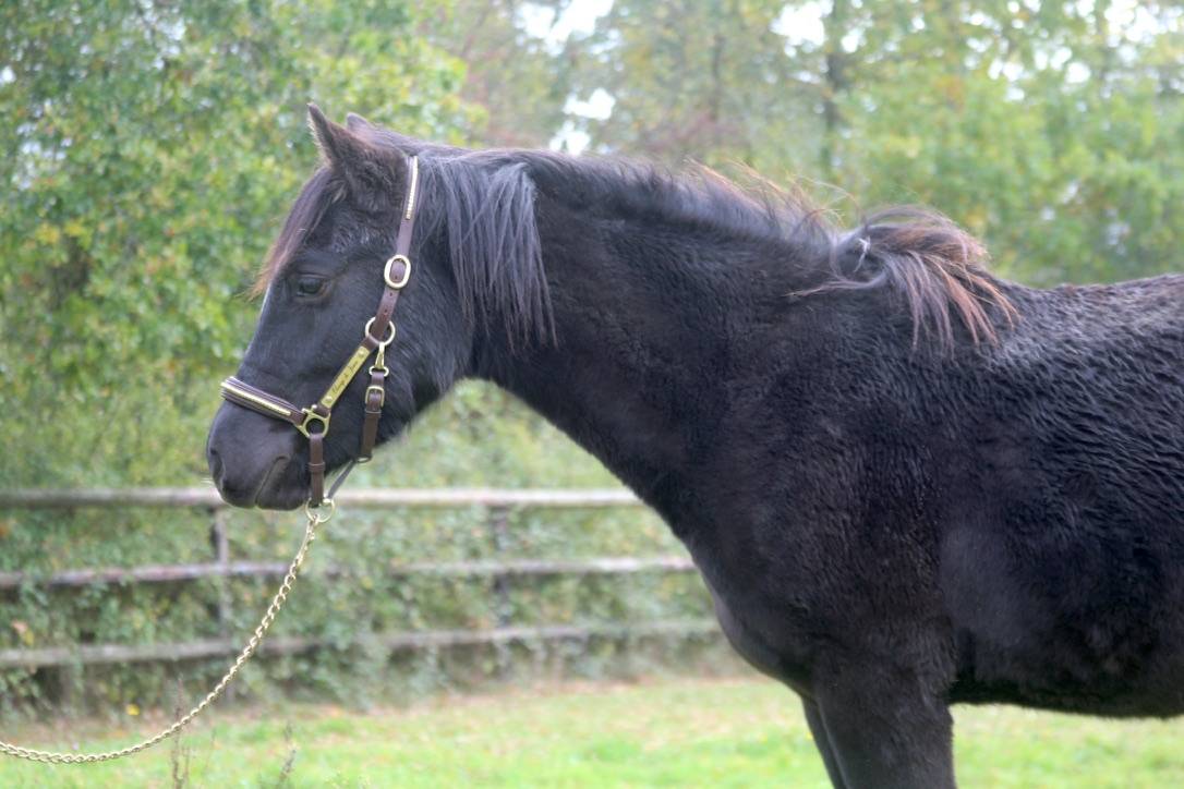 Gelding French Saddle Pony For sale 2024 Black