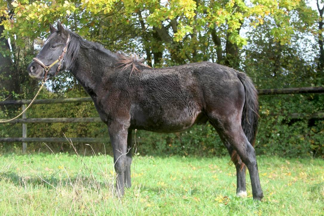 Gelding French Saddle Pony For sale 2024 Black