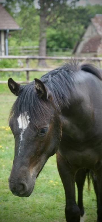 Gelding French Saddle Pony For sale 2024 Black