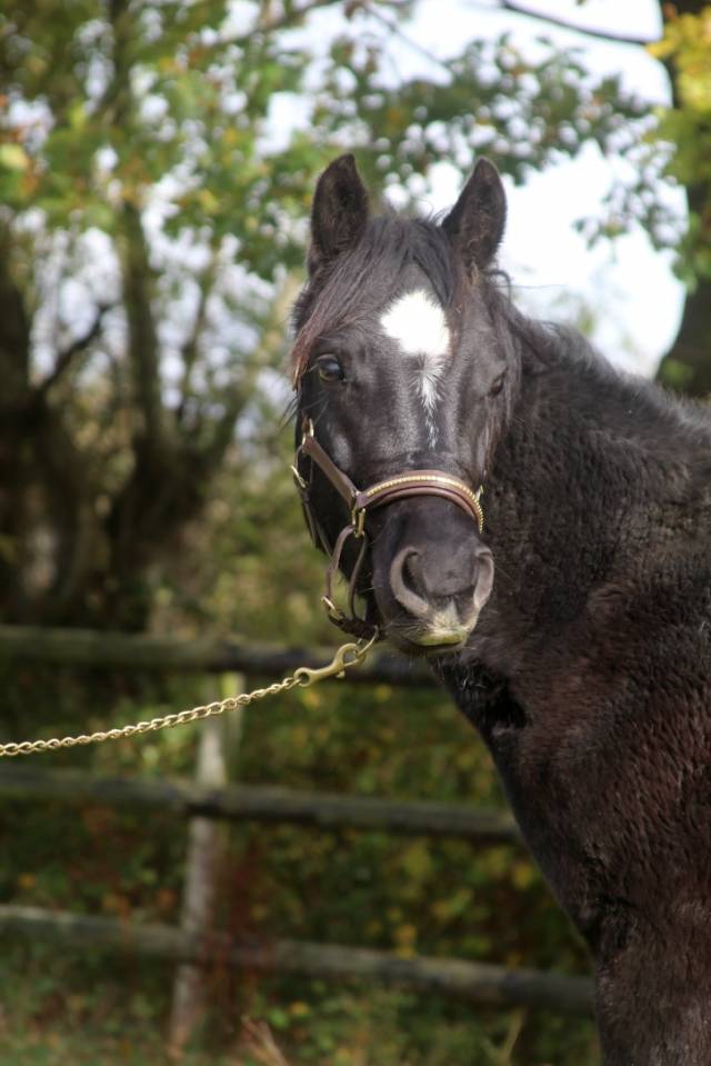 Gelding French Saddle Pony For sale 2024 Black