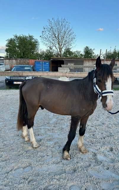Stallion Other Pony Breed For sale 2023 Dark Bay