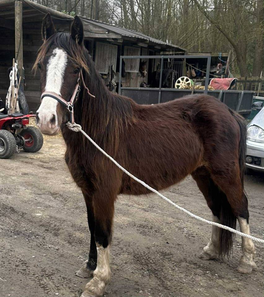 Stallion Other Pony Breed For sale 2023 Dark Bay