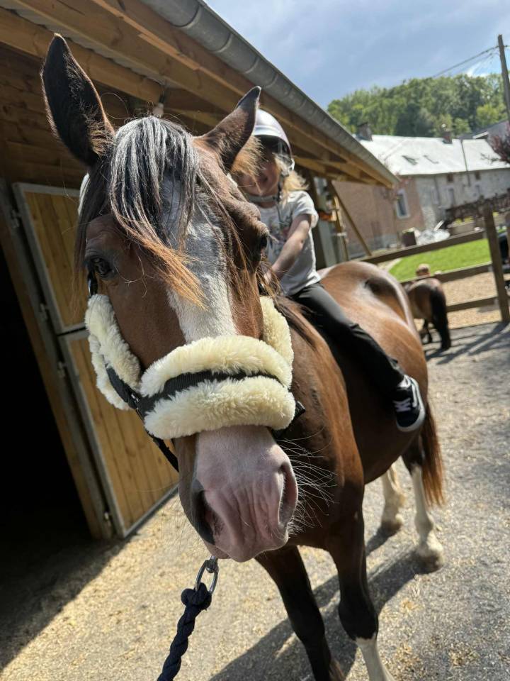 Stallion Other Pony Breed For sale 2023 Dark Bay