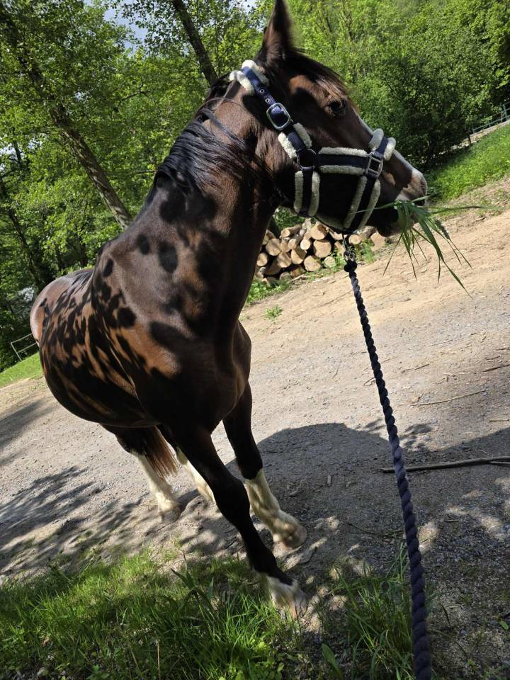 Stallion Other Pony Breed For sale 2023 Dark Bay