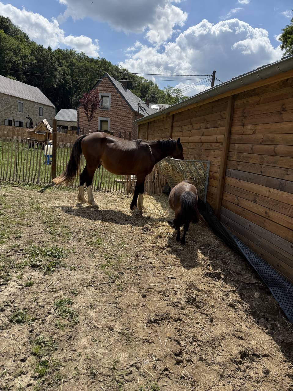 Stallion Other Pony Breed For sale 2023 Dark Bay