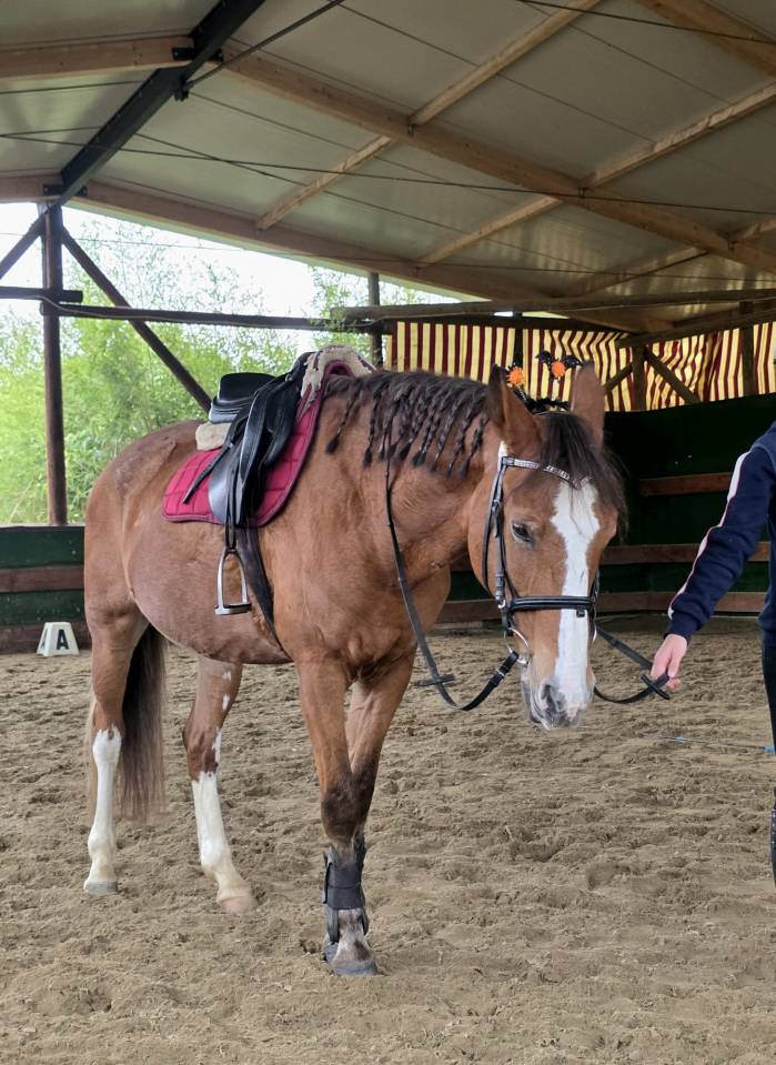 Mare Origin Recorded For sale 2008 Chesnut