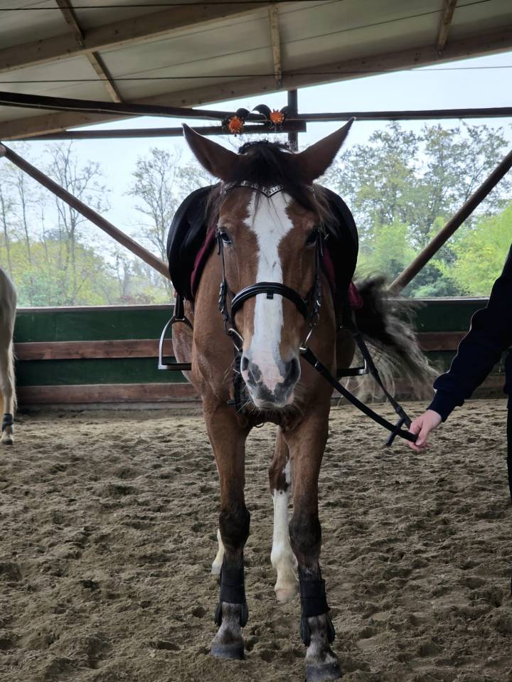 Mare Origin Recorded For sale 2008 Chesnut