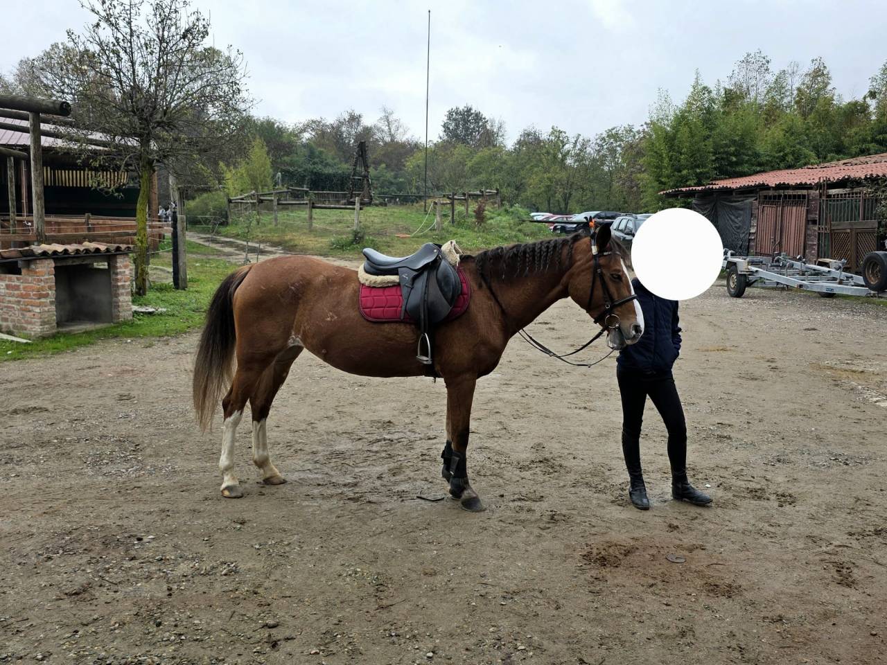 Mare Origin Recorded For sale 2008 Chesnut