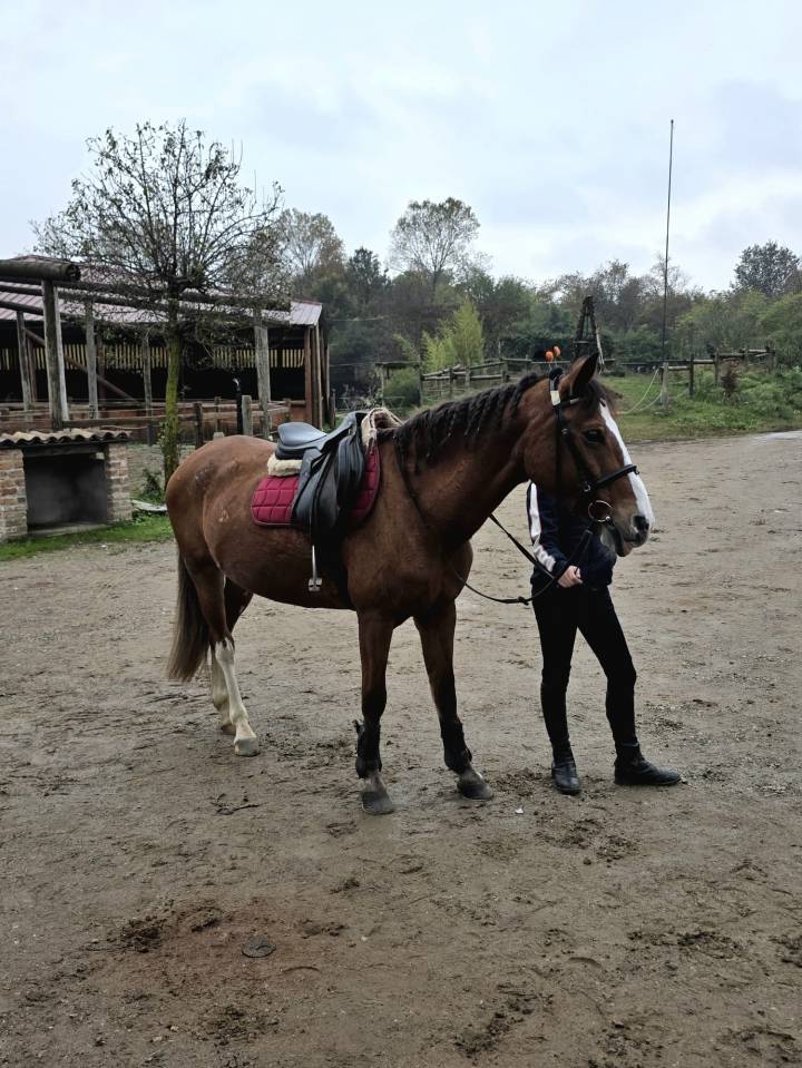 Mare Origin Recorded For sale 2008 Chesnut