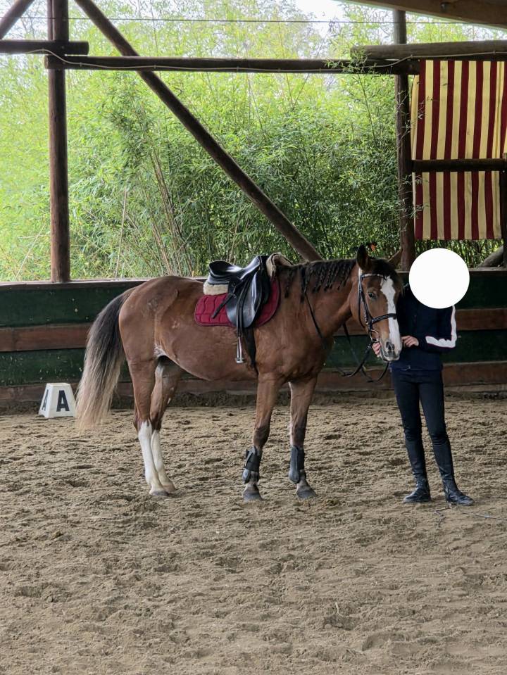 Mare Origin Recorded For sale 2008 Chesnut