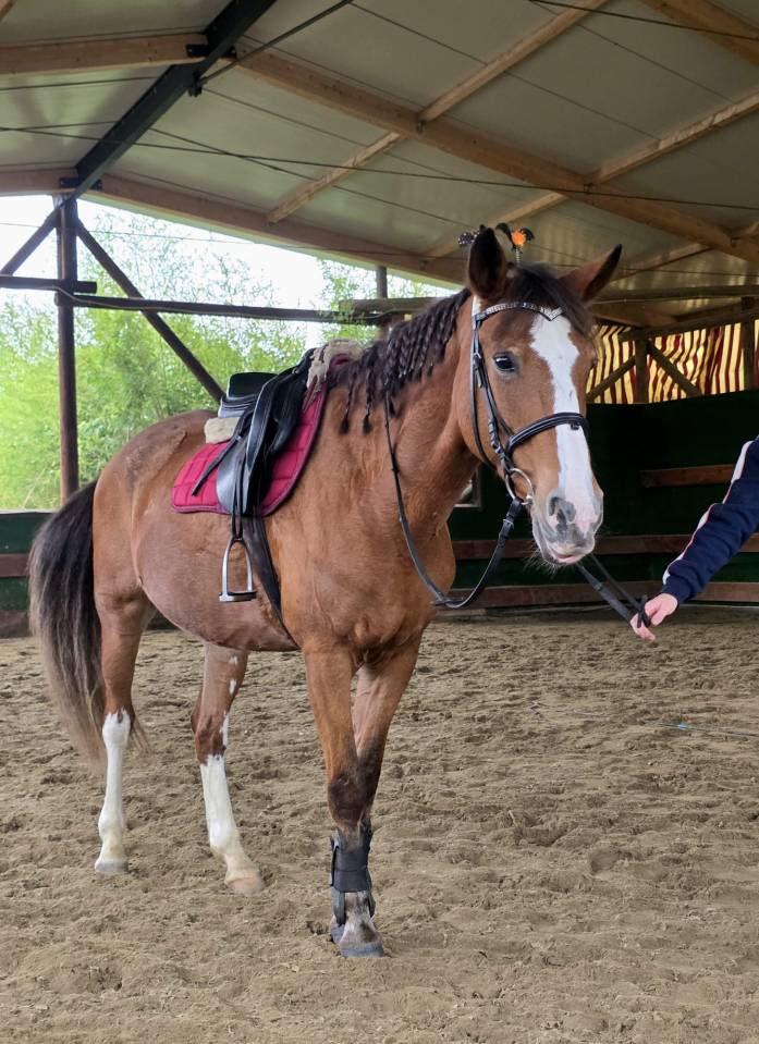 Mare Origin Recorded For sale 2008 Chesnut