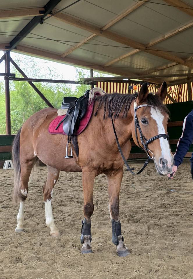 Mare Origin Recorded For sale 2008 Chesnut