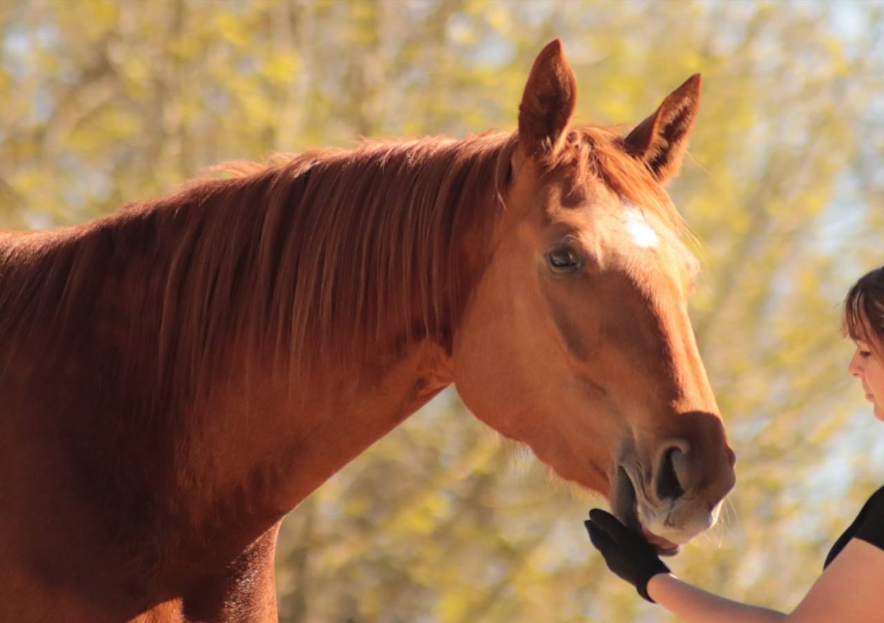 Mare Selle Fran&ccedil;ais For sale 2020 Chesnut