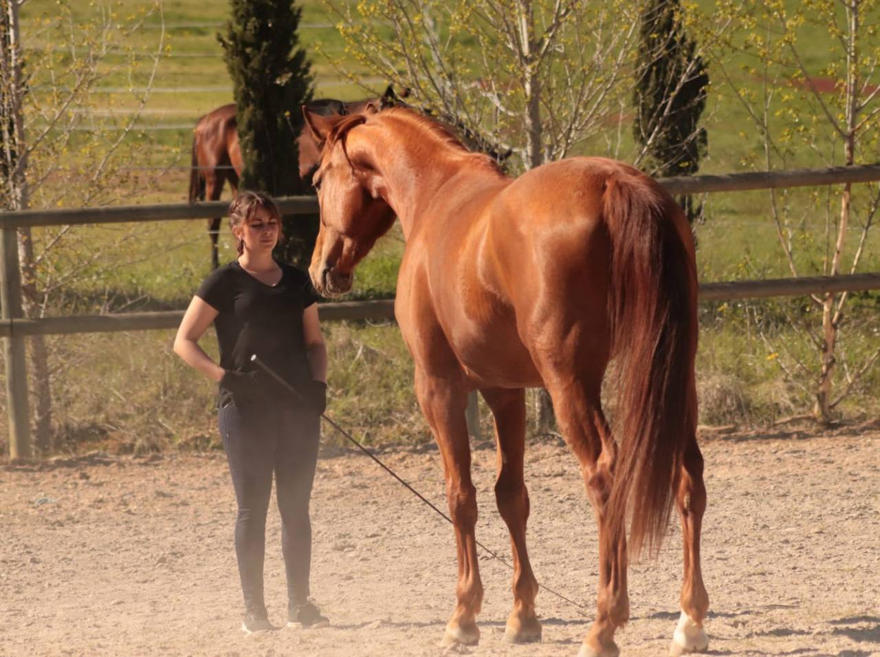 Mare Selle Fran&ccedil;ais For sale 2020 Chesnut