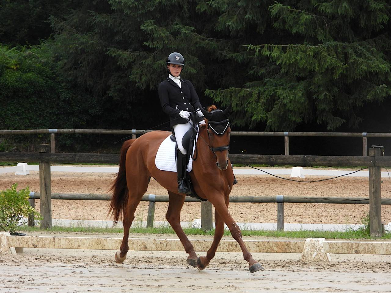 Mare Selle Fran&ccedil;ais For sale 2020 Chesnut