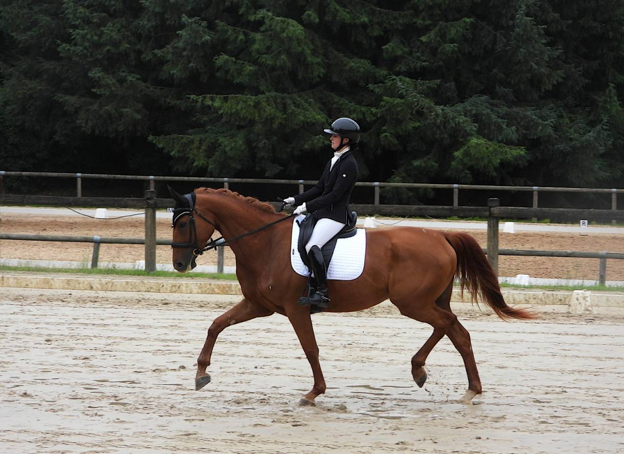 Mare Selle Fran&ccedil;ais For sale 2020 Chesnut