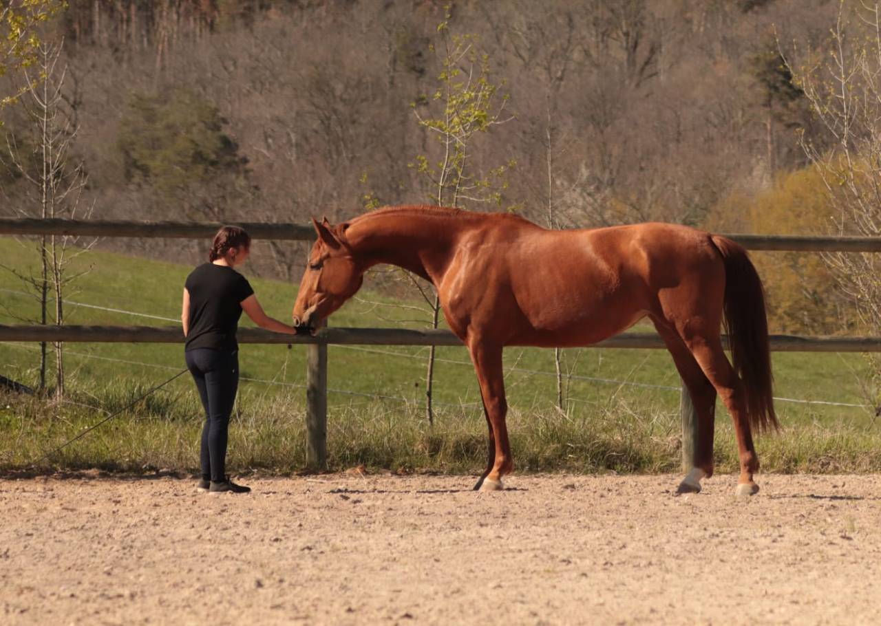 Mare Selle Fran&ccedil;ais For sale 2020 Chesnut