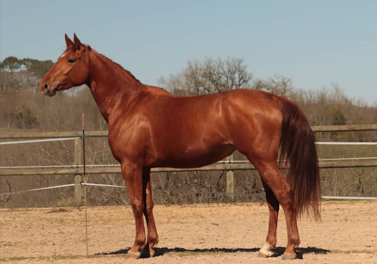 Mare Selle Fran&ccedil;ais For sale 2020 Chesnut