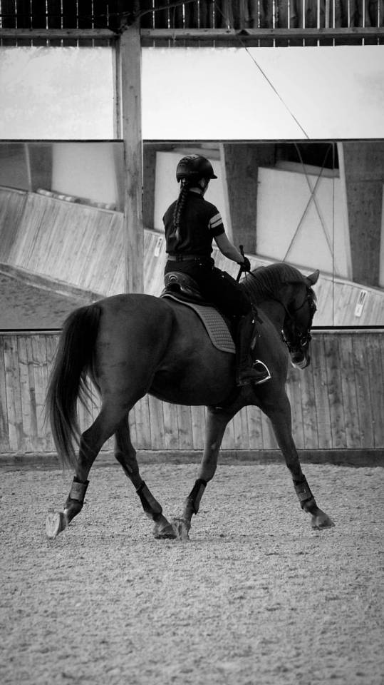 Mare Selle Fran&ccedil;ais For sale 2020 Chesnut