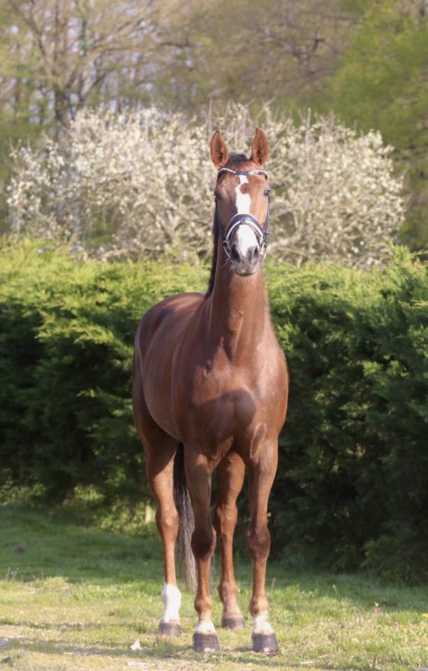 Mare Hanoverian For sale 2021 Liver chestnut