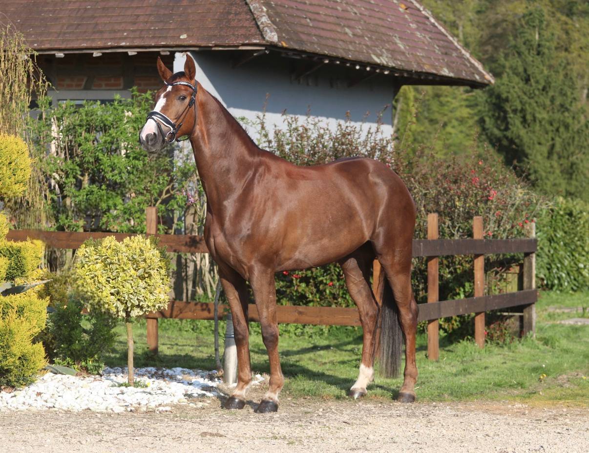Mare Hanoverian For sale 2021 Liver chestnut