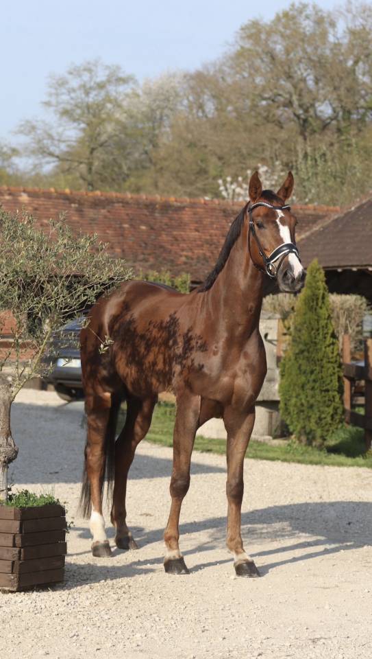 Mare Hanoverian For sale 2021 Liver chestnut