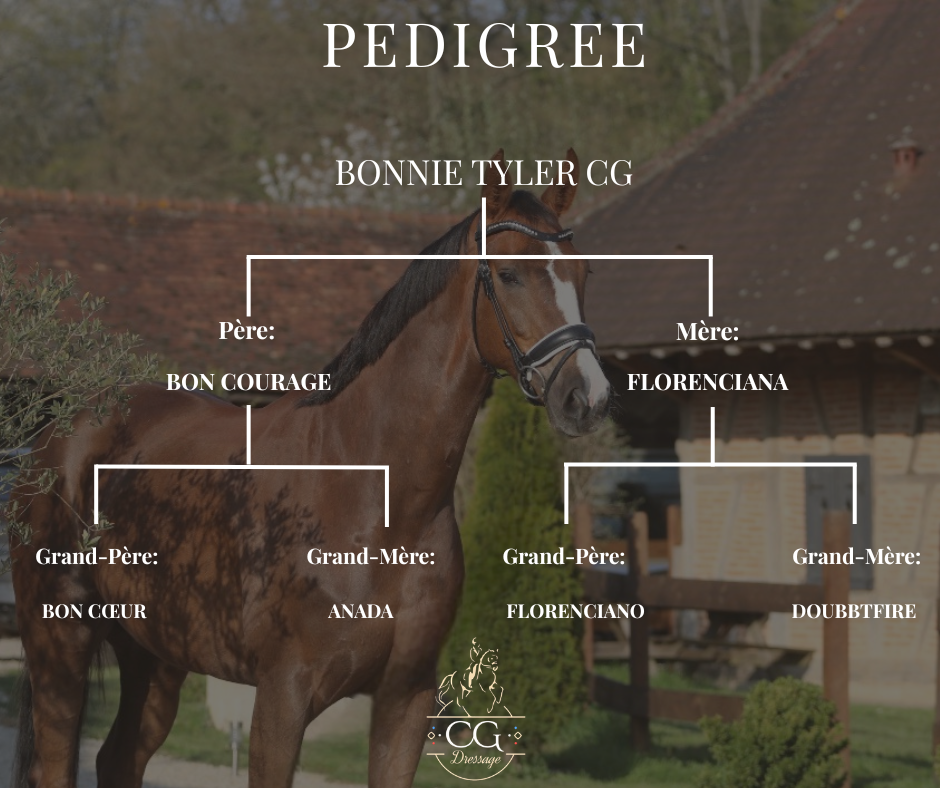 Mare Hanoverian For sale 2021 Liver chestnut