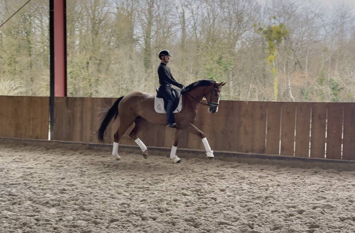 Mare Hanoverian For sale 2021 Liver chestnut