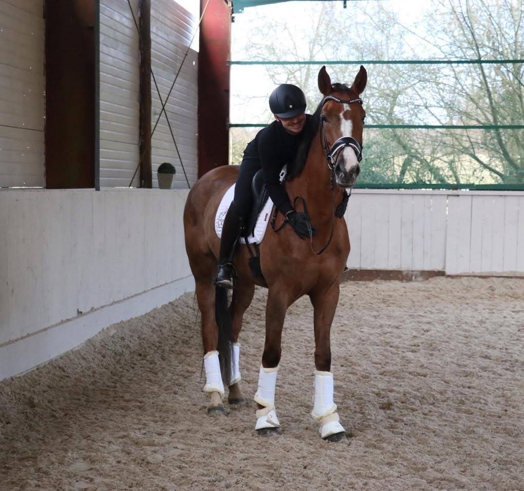 Mare Hanoverian For sale 2021 Liver chestnut