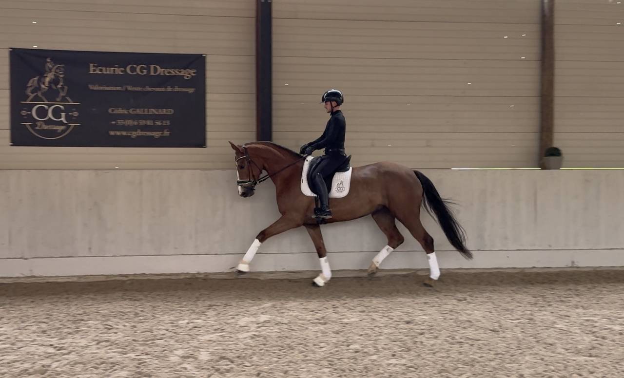 Mare Hanoverian For sale 2021 Liver chestnut