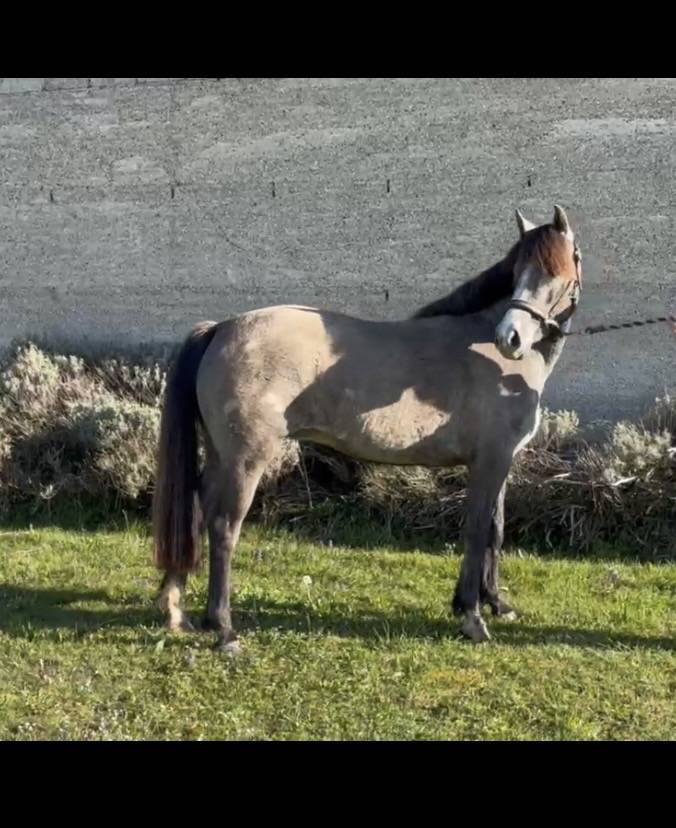 Mare Connemara For sale 2023 Grey