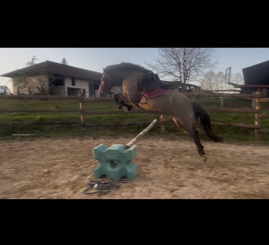 Mare Connemara For sale 2023 Grey