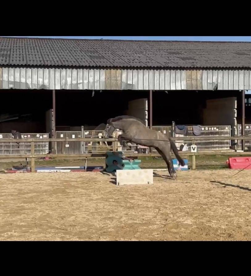 Mare Connemara For sale 2023 Grey