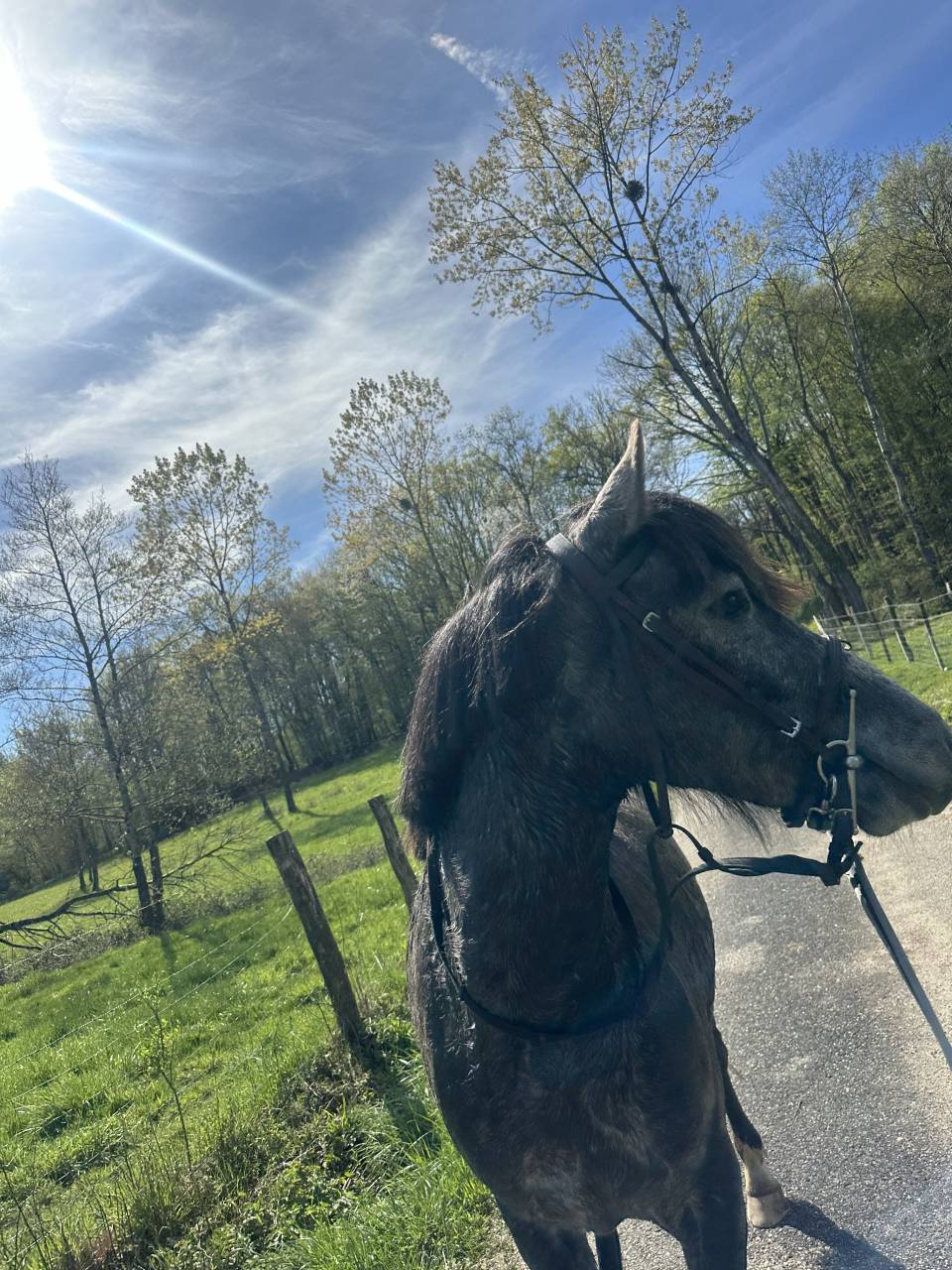 Mare Connemara For sale 2023 Grey