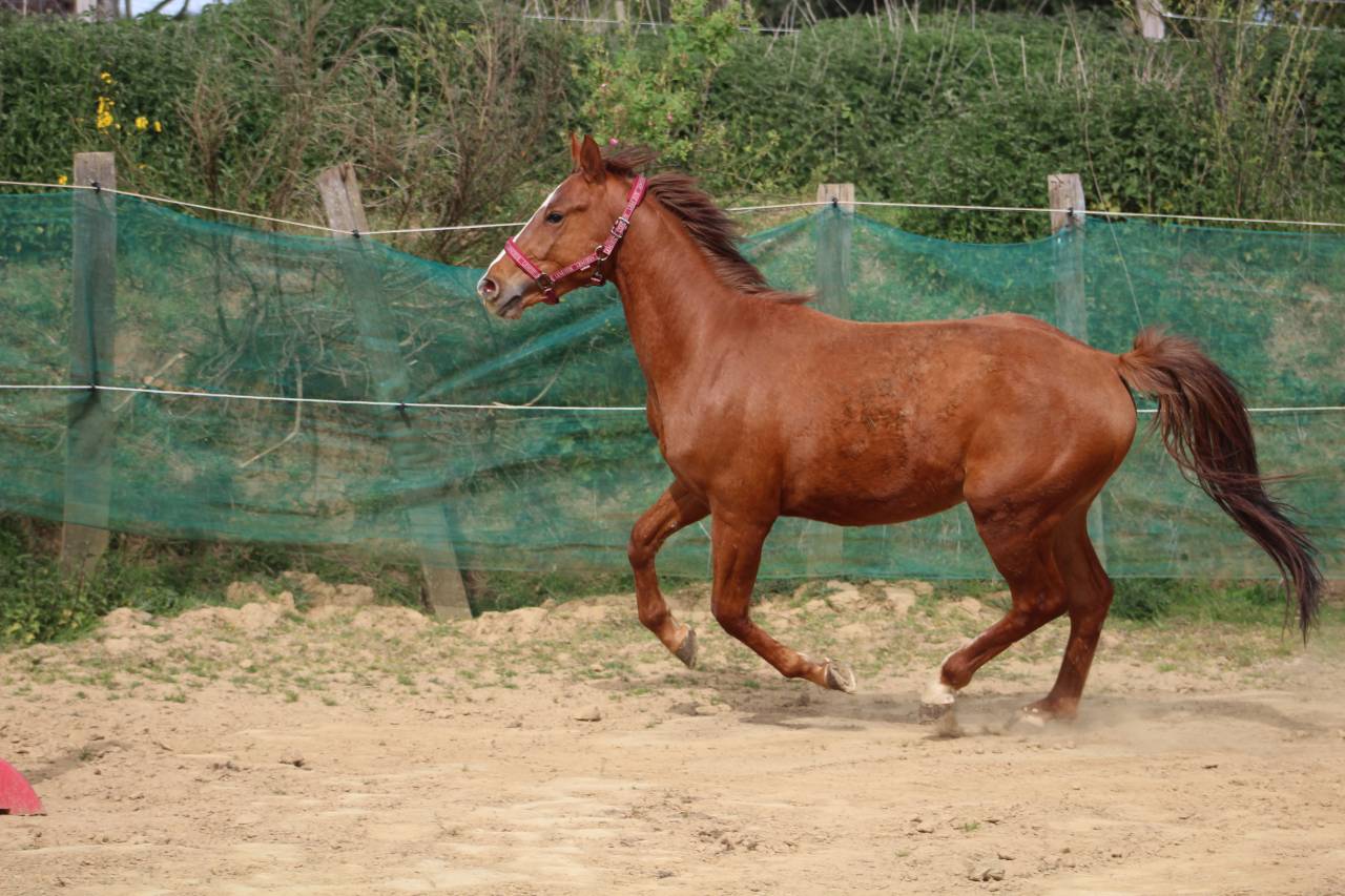 Colt Selle Fran&ccedil;ais For sale 2023 Chesnut