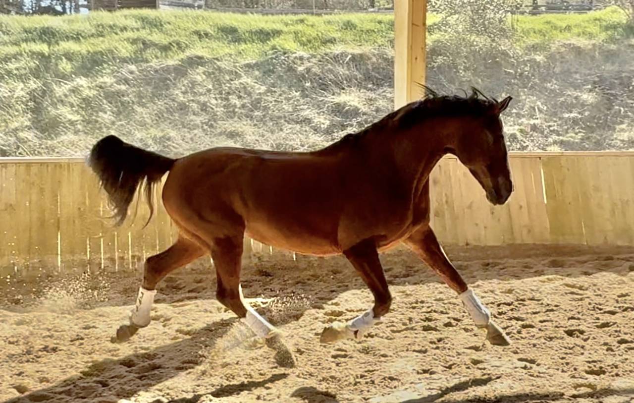 Mare Hanoverian For sale 2016 Chesnut