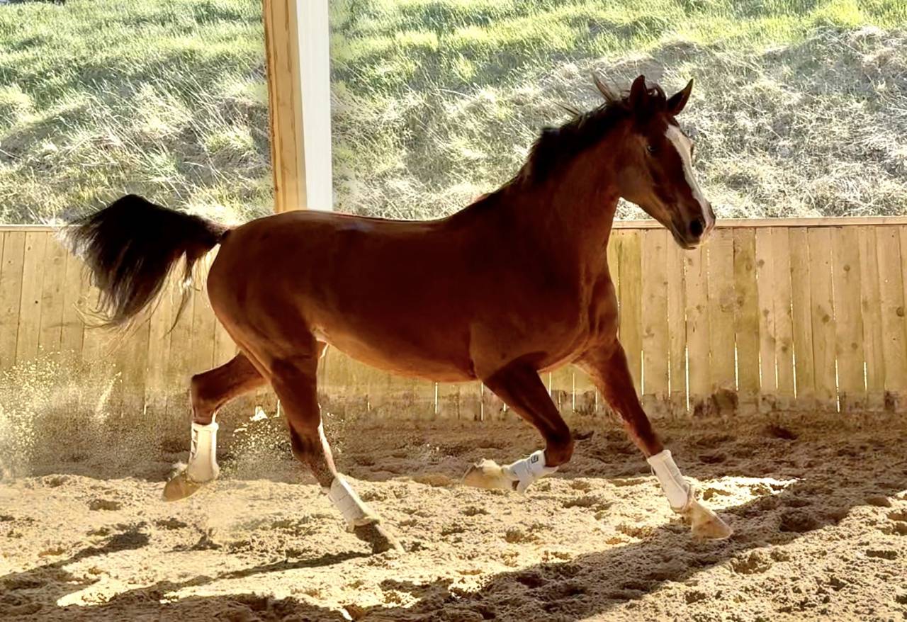 Mare Hanoverian For sale 2016 Chesnut