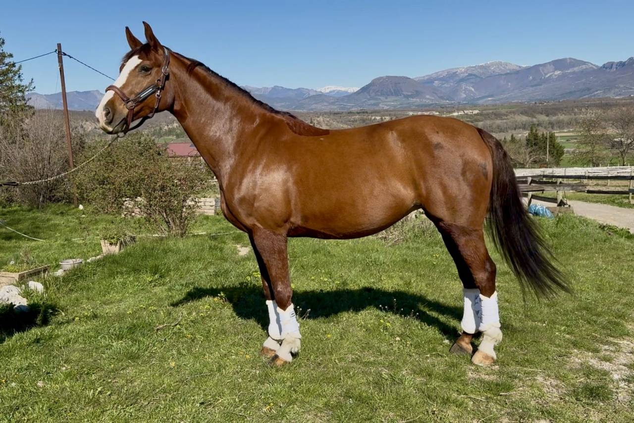 Mare Hanoverian For sale 2016 Chesnut