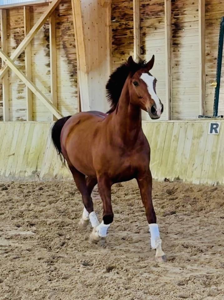 Mare Hanoverian For sale 2016 Chesnut