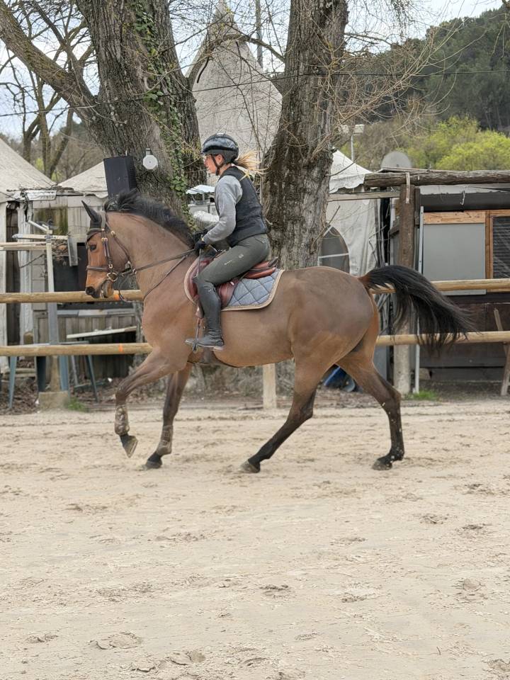 Gelding Selle Fran&ccedil;ais For sale 2018 Bay