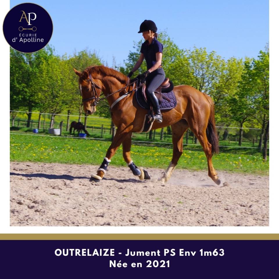 Mare Thoroughbred For sale 2021 Chesnut