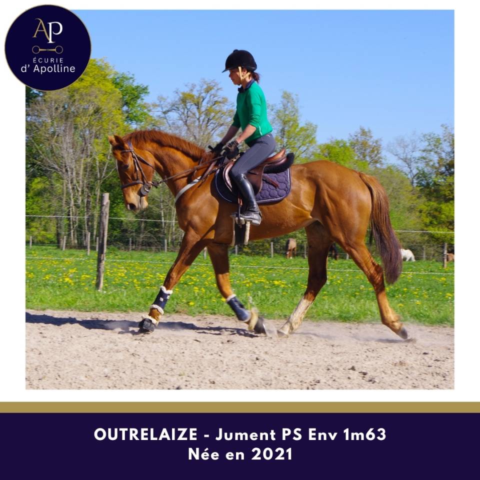 Mare Thoroughbred For sale 2021 Chesnut