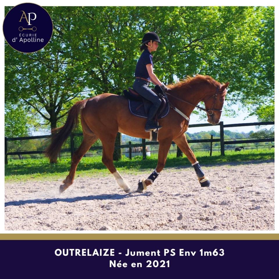 Mare Thoroughbred For sale 2021 Chesnut