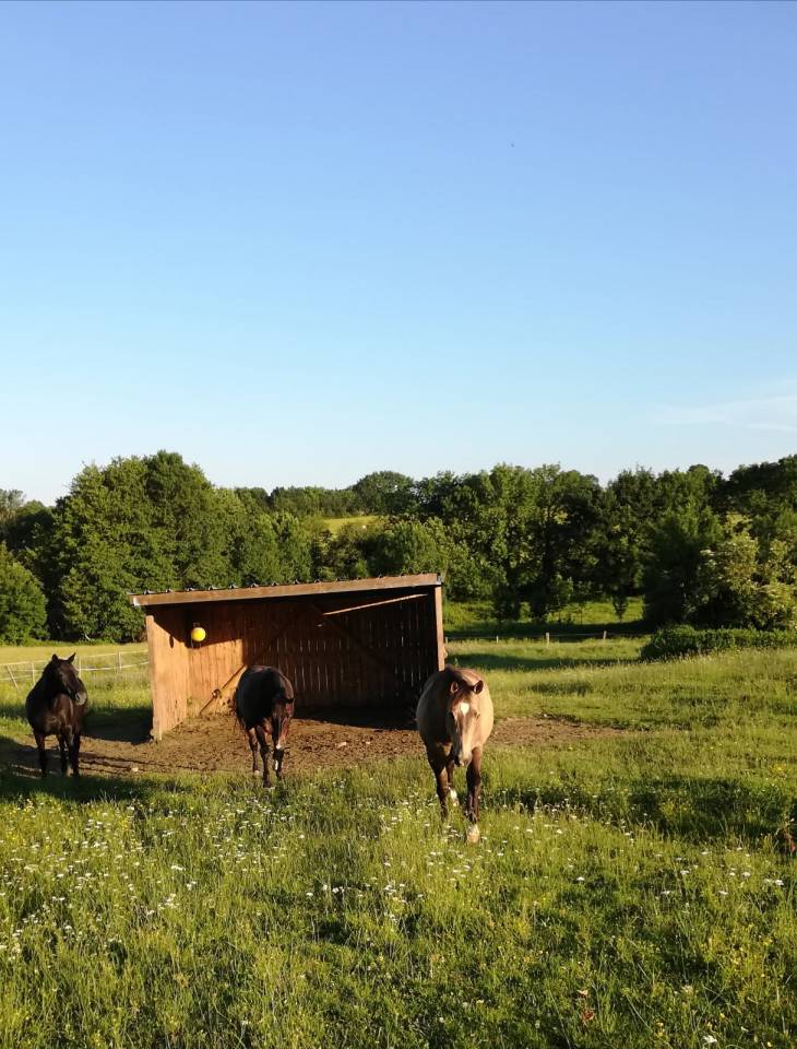 Luxurious equestrian property  Deux-S&egrave;vres