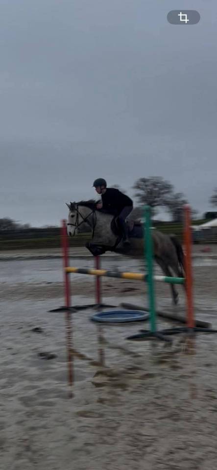 Mare Origin Recorded For sale 2020 Grey