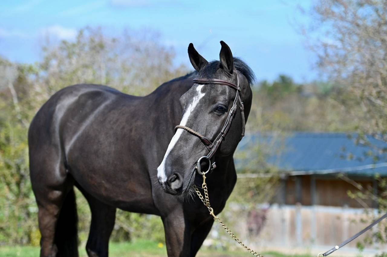 Gelding BWP Belgian Warmblood For sale 2021 Black