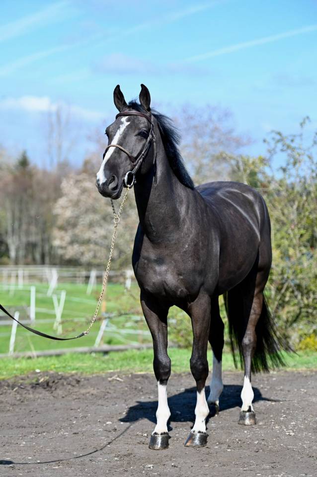 Gelding BWP Belgian Warmblood For sale 2021 Black